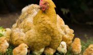 Зараженного сальмонеллой мяса птицы стало больше на прилавках в Астане