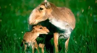 Массовый падеж сайгаков в Казахстане прокомментировал Россельхознадзор