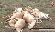 Немецкий эксперт прокомментировал мор сайгаков в Казахстане