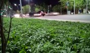 Выращивание марихуаны в центре Астаны обсуждают в британских СМИ