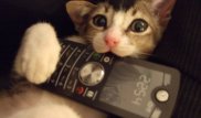 На 2,1 миллиарда евро попортили гаджеты домашние животные в Европе