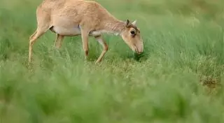 Экологи назвали озвученные причины массового падежа сайгаков в РК необъективными