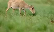 Экологи назвали озвученные причины массового падежа сайгаков в РК необъективными