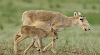 Для выяснения причин падежа сайгаков Минсельхоз готовит экспедицию