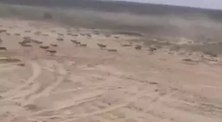 Машинисты поезда попытались сбить стадо сайгаков