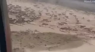 Кровожадными машинистами поезда заинтересовались в полиции