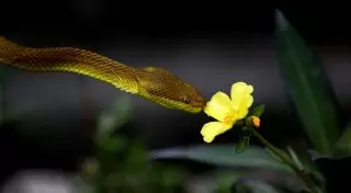 После селфи с гадюкой в Челябинской области двое рыбаков попали в больницу