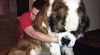 20 больших собак, которые понятия не имеют, насколько огромны