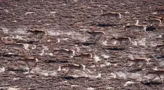 Истинная причина падежа сайгаков может проясниться на следующей неделе