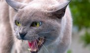 Агрессивная кошка три часа не пускала американца в собственный дом