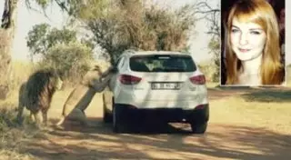 Нападение львицы на редактора "Игры престолов" попало на камеру