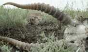 Свою версию гибели сайгаков озвучил Россельхознадзор
