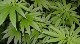 Программист сельского акимата Атырауской области выращивал коноплю