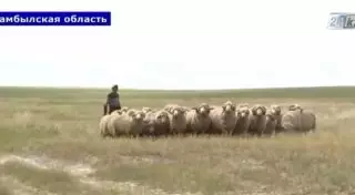 Жамбылские ученые вывели новую породу овец