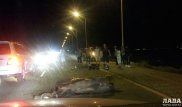 Байкер врезался в лошадь на трассе в Актау