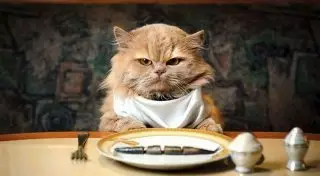 Зачем менять жену на кошку?