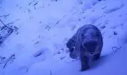 Новые фотоловушки помогут выявить точное число снежных барсов в Казахстане