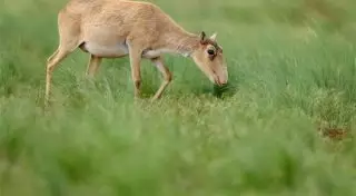 "Безобразием" назвал Президент неспособность определить причину гибели сайгаков