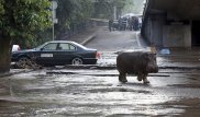 Большинство сбежавших во время наводнения из зоопарка в Тбилиси животных найдены