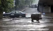 Большинство сбежавших во время наводнения из зоопарка в Тбилиси животных найдены