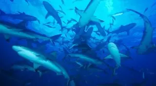 Акула откусила руки двум подросткам на пляже в США