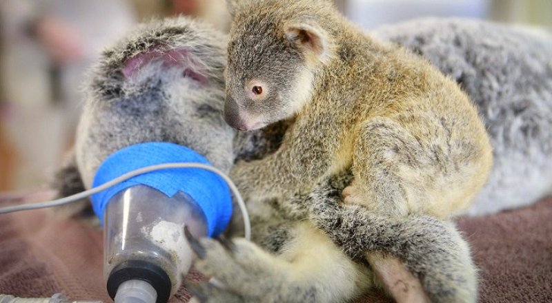 © Australia Zoo Wildlife Hospital