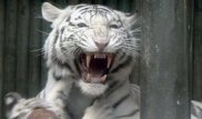 В Грузии застрелили загрызшего человека насмерть редкого тигра
