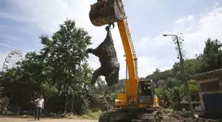 Работники зоопарка в Тбилиси убирают туши мертвых животных