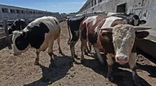 Власти Актюбинской области не смогли назвать причину падежа скота