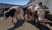 Власти Актюбинской области не смогли назвать причину падежа скота