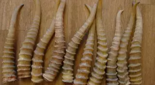 Житель Костанайской области хотел продать рога погибших сайгаков