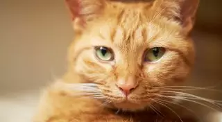 Кот-путешественник из Австралии найден спустя 15 лет в Великобритании