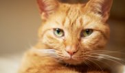 Кот-путешественник из Австралии найден спустя 15 лет в Великобритании