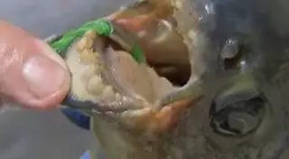 Рыба с человеческими зубами кусает мужчин ниже пояса