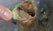 Рыба с человеческими зубами кусает мужчин ниже пояса