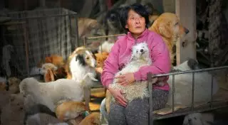 Она преодолела 2400 километров, чтобы спасти от смерти 100 собак