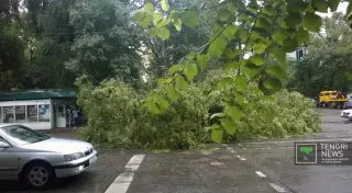 Один из пострадавших от падения дерева в Алматы попал в реанимацию