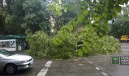 Один из пострадавших от падения дерева в Алматы попал в реанимацию
