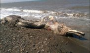На берег Сахалина выбросило останки неизвестного волосатого существа