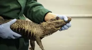 Мексиканский мэр вновь женился на крокодиле