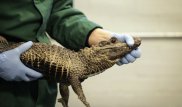Мексиканский мэр вновь женился на крокодиле