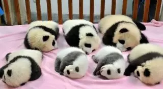 Детский сад для панд действительно существует!
