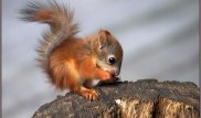 В Финляндии бельчонок сам обратился за помощью к ветеринару