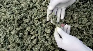 За сбыт крупной партии наркотиков задержана ОПГ в Жамбылской области