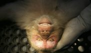 Ученые впервые подключили мозги обезьян к компьютеру