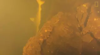 Ученые обнаружили в жерле действующего вулкана живых акул