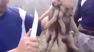 Мурат Абенов опубликовал видео жестокой расправы над волчатами