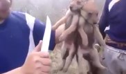 Мурат Абенов опубликовал видео жестокой расправы над волчатами