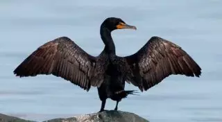 Птичий грипп подтвердился у обнаруженного в Атырауской области баклана