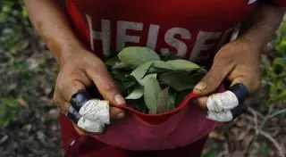 Как выращивают коку в Перу